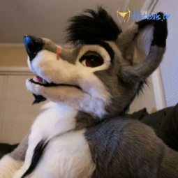 stallionwolf