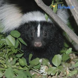Boushskunk