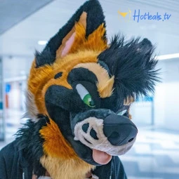palacewolf